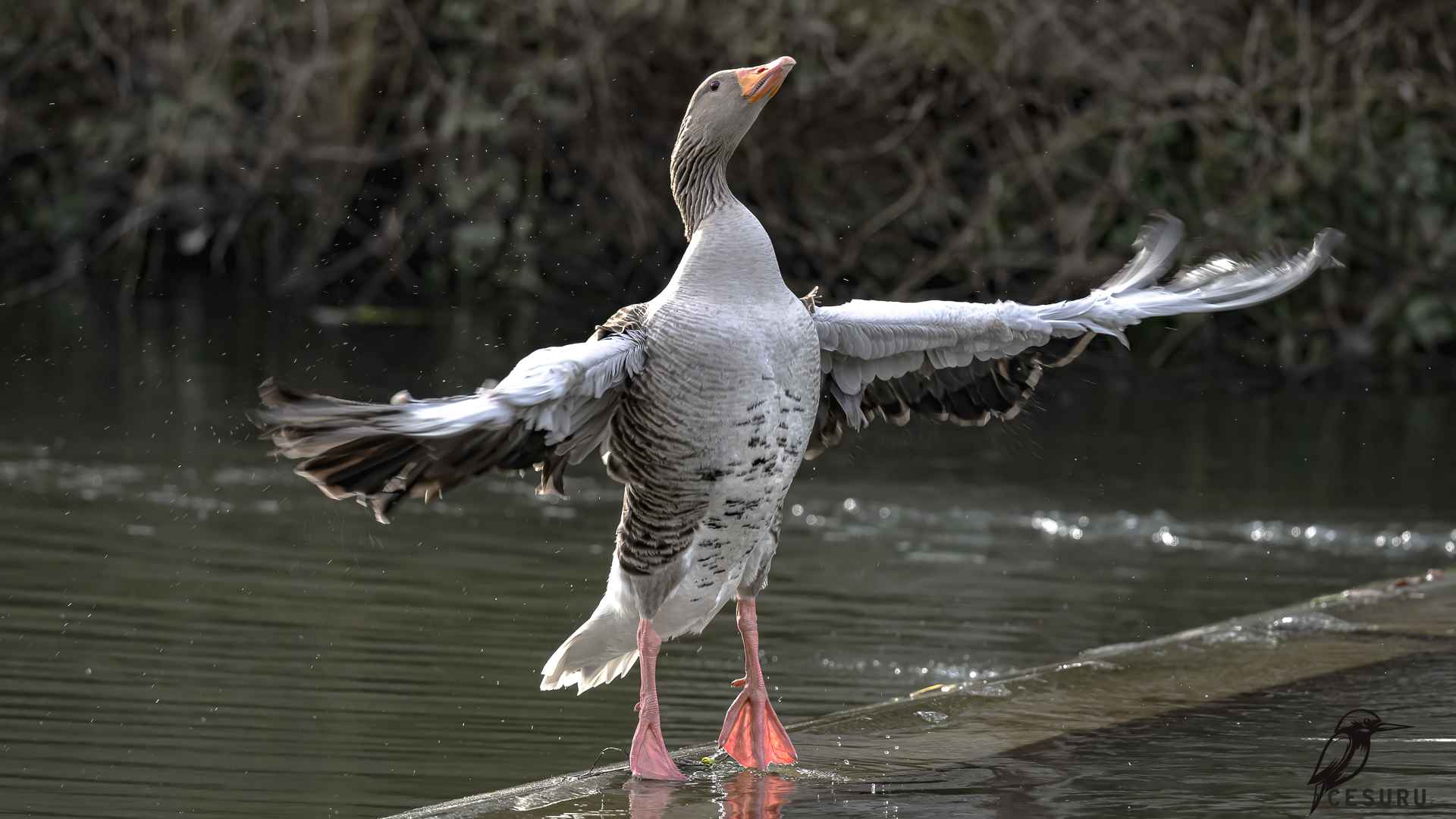 Graylag Goose